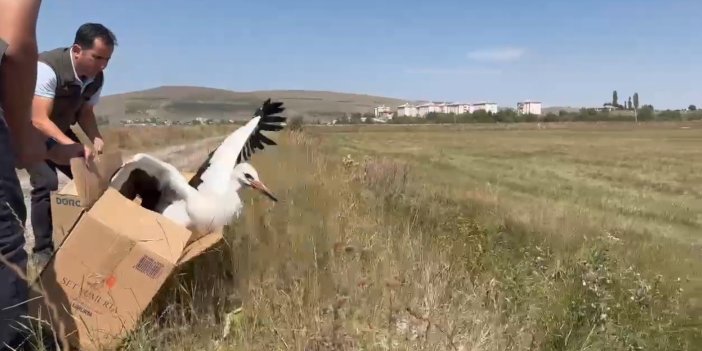 Kars’ta tedavi edilen leylekler doğaya geri bırakıldı