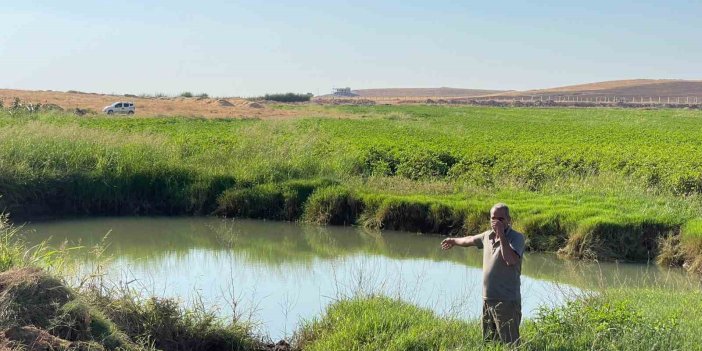 Harran Ovası’nda oluşan büyük obruklar çiftçileri korkutuyor