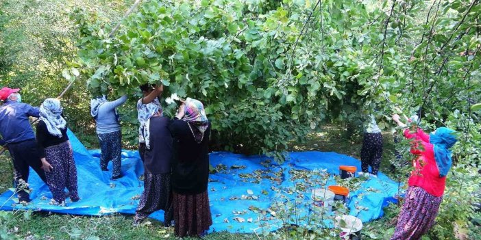 Van-Gevaş’ta ‘olmaz’ denilen fındığın hasadına başlandı