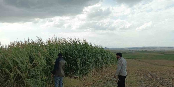 Kars’ta silajlık mısır hasadı başladı