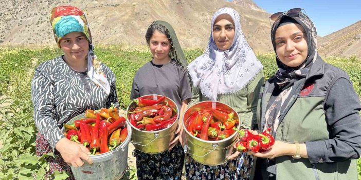 Yüksekovalı kadınlar  kapya biber hasadına başladı