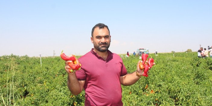 Şanlıurfa’da acı biberin hasadı devam ediyor