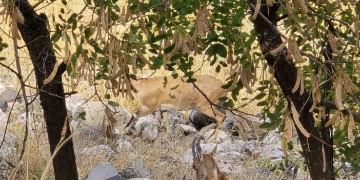 Dağ keçileri sürü halinde Elazığ-Harput’ta görüntülendi