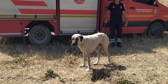 Van'da kayalıklarda mahsur kalan köpek kurtarıldı