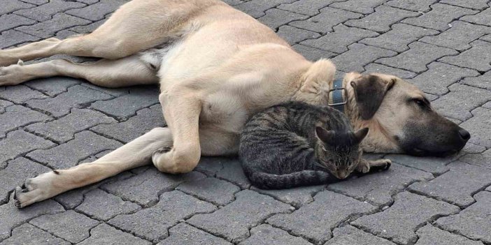 Kedi ve köpeğin kıskandıran dostluğu