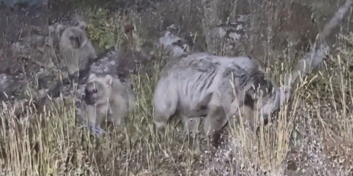 Polonyalı turist Bitlis'te ayı saldırısından son anda kurtuldu