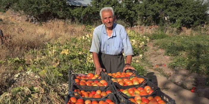 Vanlı İbrahim, ata tohumuyla yıllardır domates yetiştiriyor