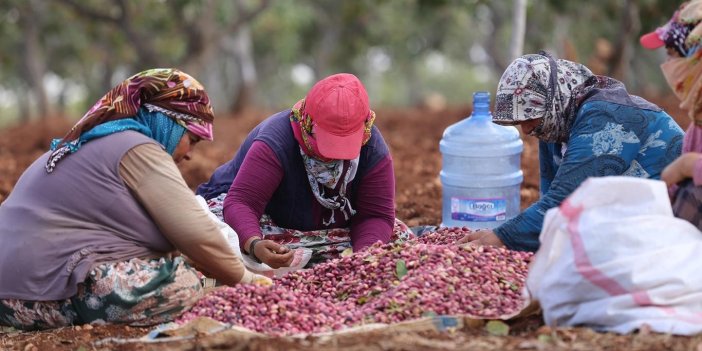 Antep fıstığını kavlatma mesaisi devam ediyor