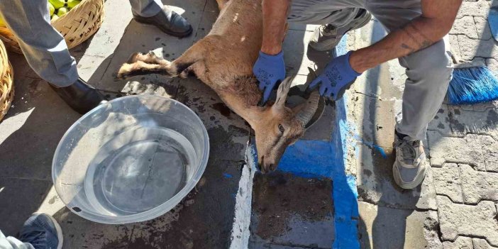 Köpek saldırısında yaralanan  yaban keçisi kurtarılamadı