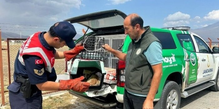 Ağrı’da bitkin düşen tilki, jandarmanın müdahalesiyle kurtarıldı