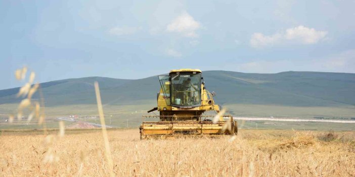 Genetiği bozulmamış 13 bin yıllık kavılca buğdayında hasat dönemi başladı