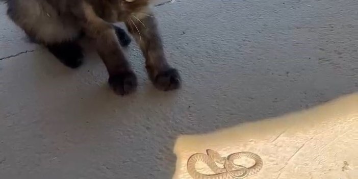 kedi ile yılanın kavgası kamerada