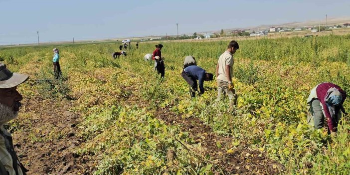 Bitlis'te fasulye hasadı başladı