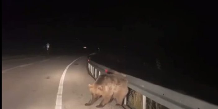 Sarıkamış’ta boz ayının kaşınma anı kamerada