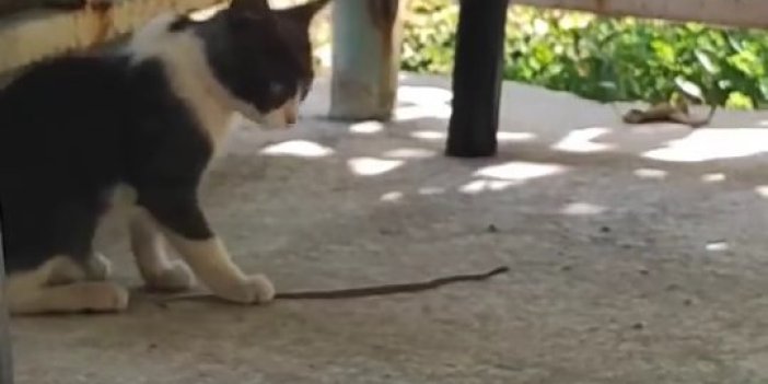 Elazığ'da bir kedi, fareyle oynar gibi yavru bir yılanla oynadı