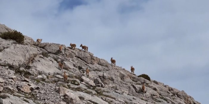 Erzincan'da dağ keçileri havadan görüntülendi