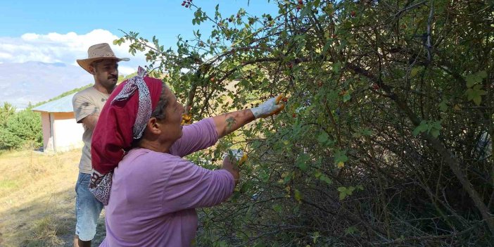 Kuşburnu, zorlu arazilerde toplanmaya başlandı