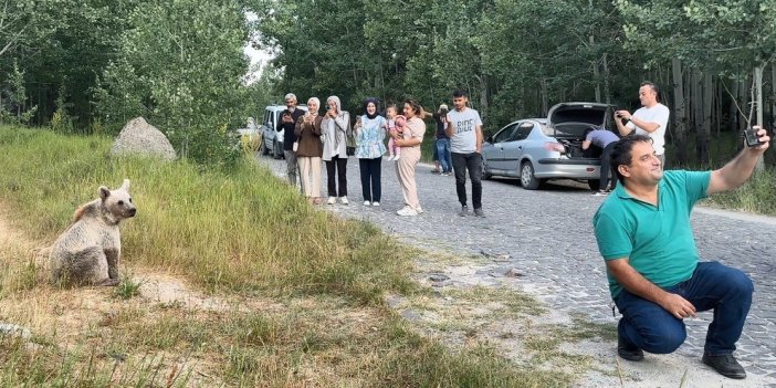 Bitlis'te ayı ile selfie çekip cips ikram ettiler