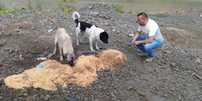 Hakkari Belediyesi Yağmurlu havada can dostlara yiyecek bıraktı