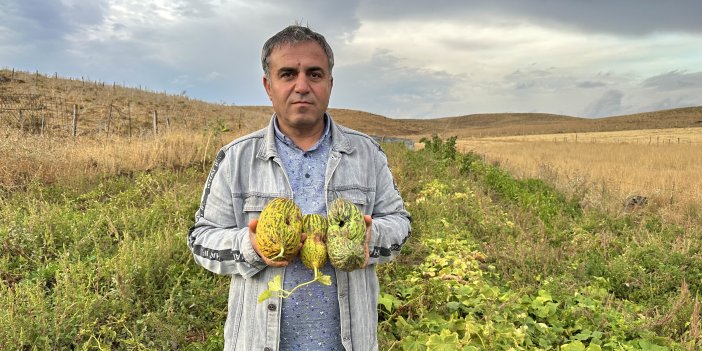 Yüksekova'da sebze bahçelerini vuran hastalık verimi düşürdü