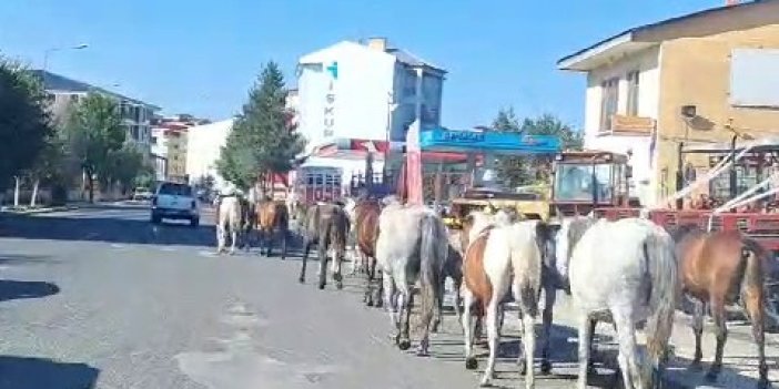 Ardahan’da başıboş atlar sokakta geziyor