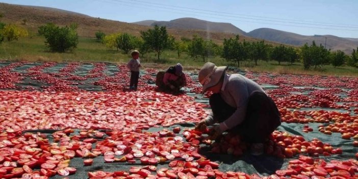 Malatya'da domatesin kurusu yüz güldürüyor