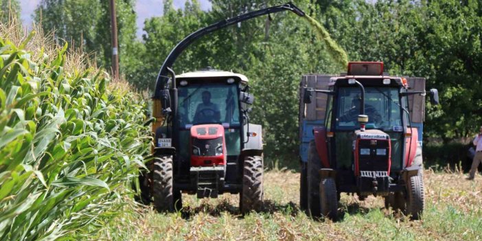 Erzincan’da silajlık mısır hasadı yapılıyor