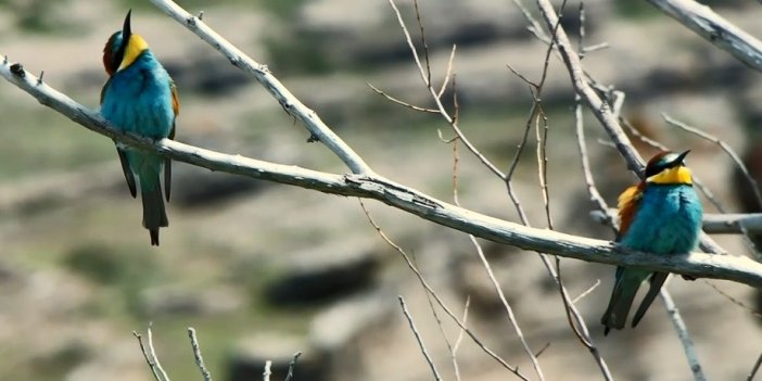 Bitlis'in zengin doğal yapısı ve çeşitli ekosistemleri, birçok kuş türüne ev sahipliği yapıyor