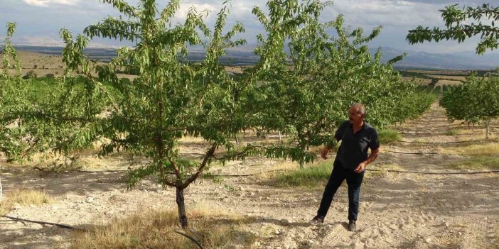 Malatya'da kayısıya alternatif olarak yetiştirdiği bademlerden yüksek verim elde etti