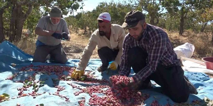 Elazığ’dan Gaziantep’e ’fıstıklı’ meydan okuma