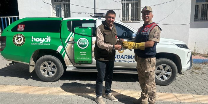 Hakkari'de yaralı doğan yavrusu tedaviye alındı