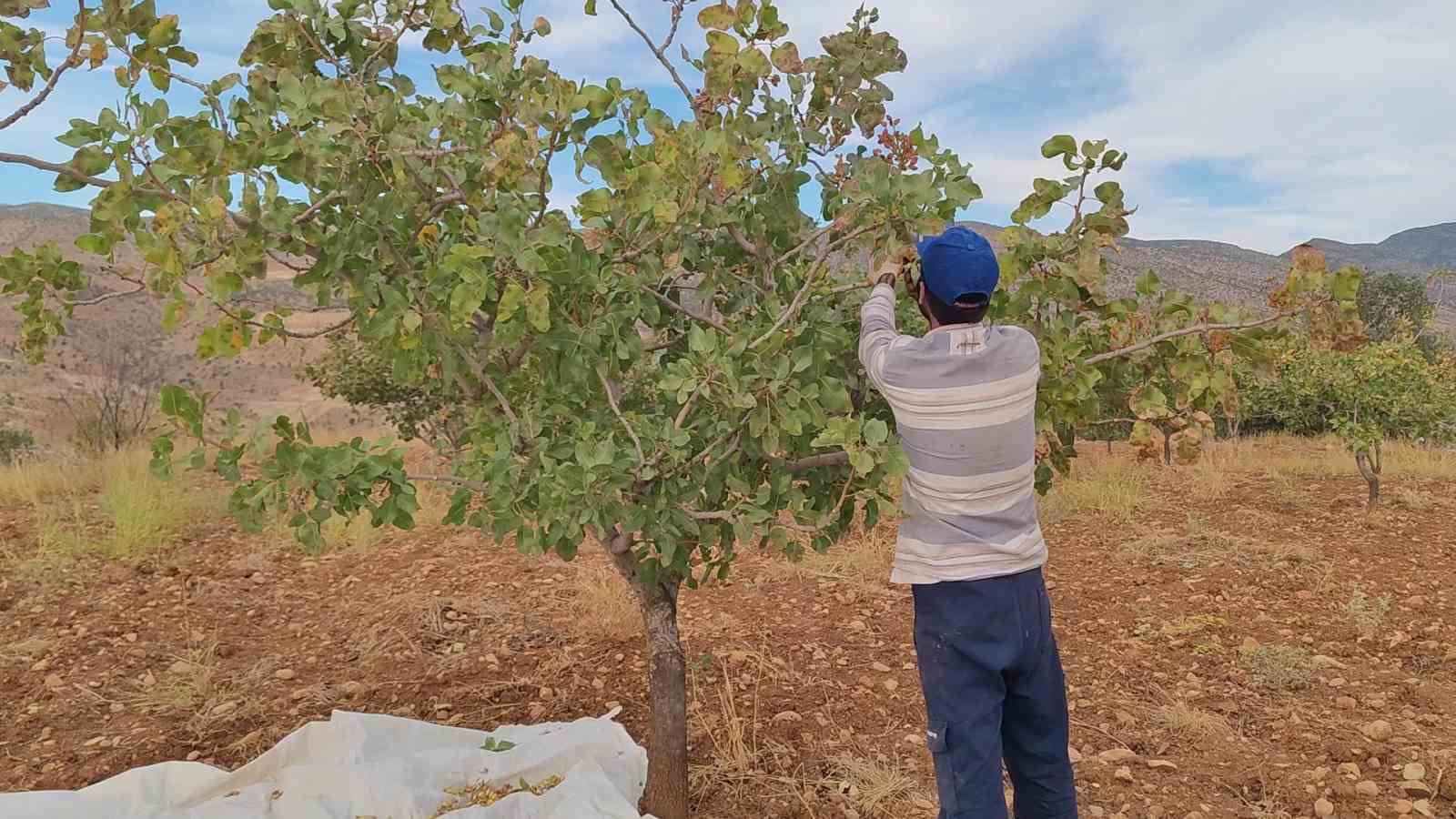 Siirt’te fıstık hasadı: Verim bu yıl çiftçinin yüzünü güldürdü