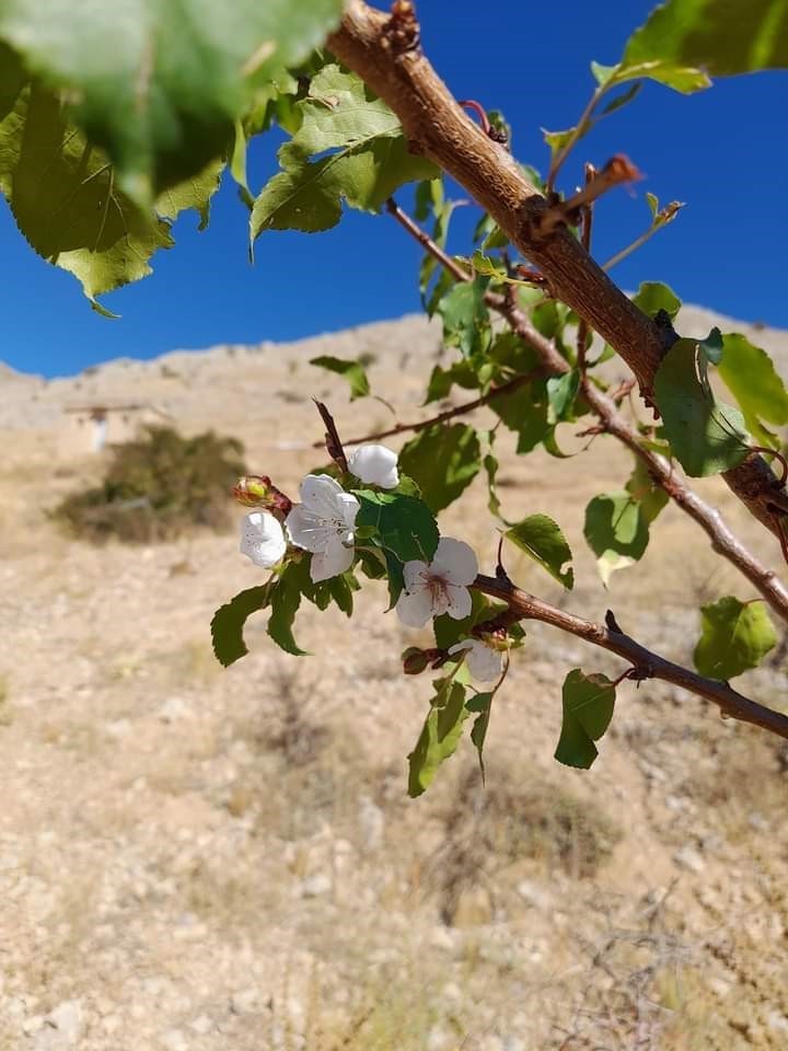 Elazığ’da kayısı ağaçları yeniden çiçek açtı