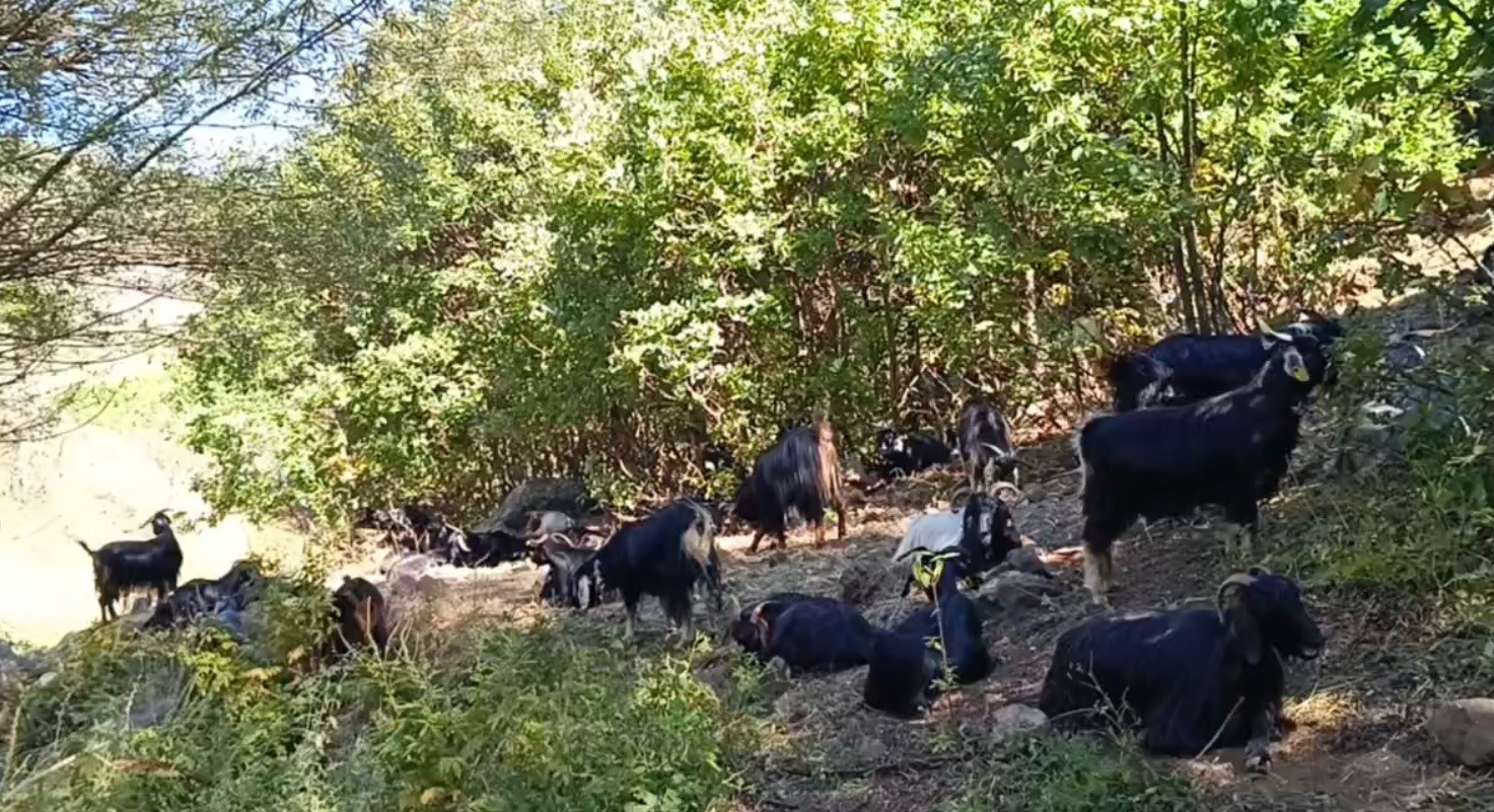 Muş'un Kamış köyünün başı kurtlarla dertte