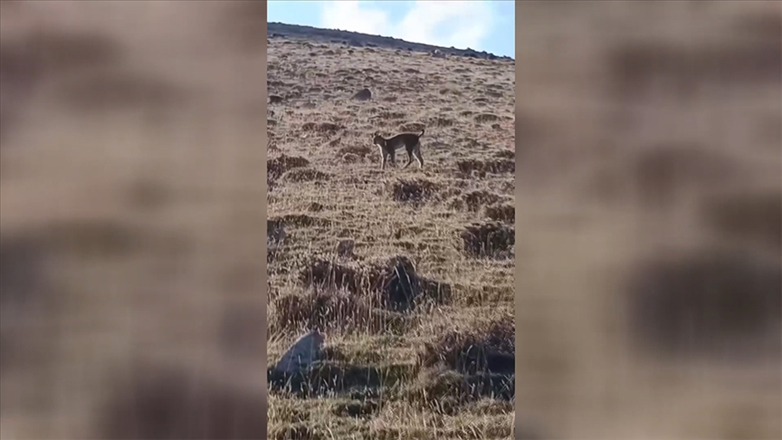 Ağrı'da nesli tehlikede olan vaşak görüntülendi