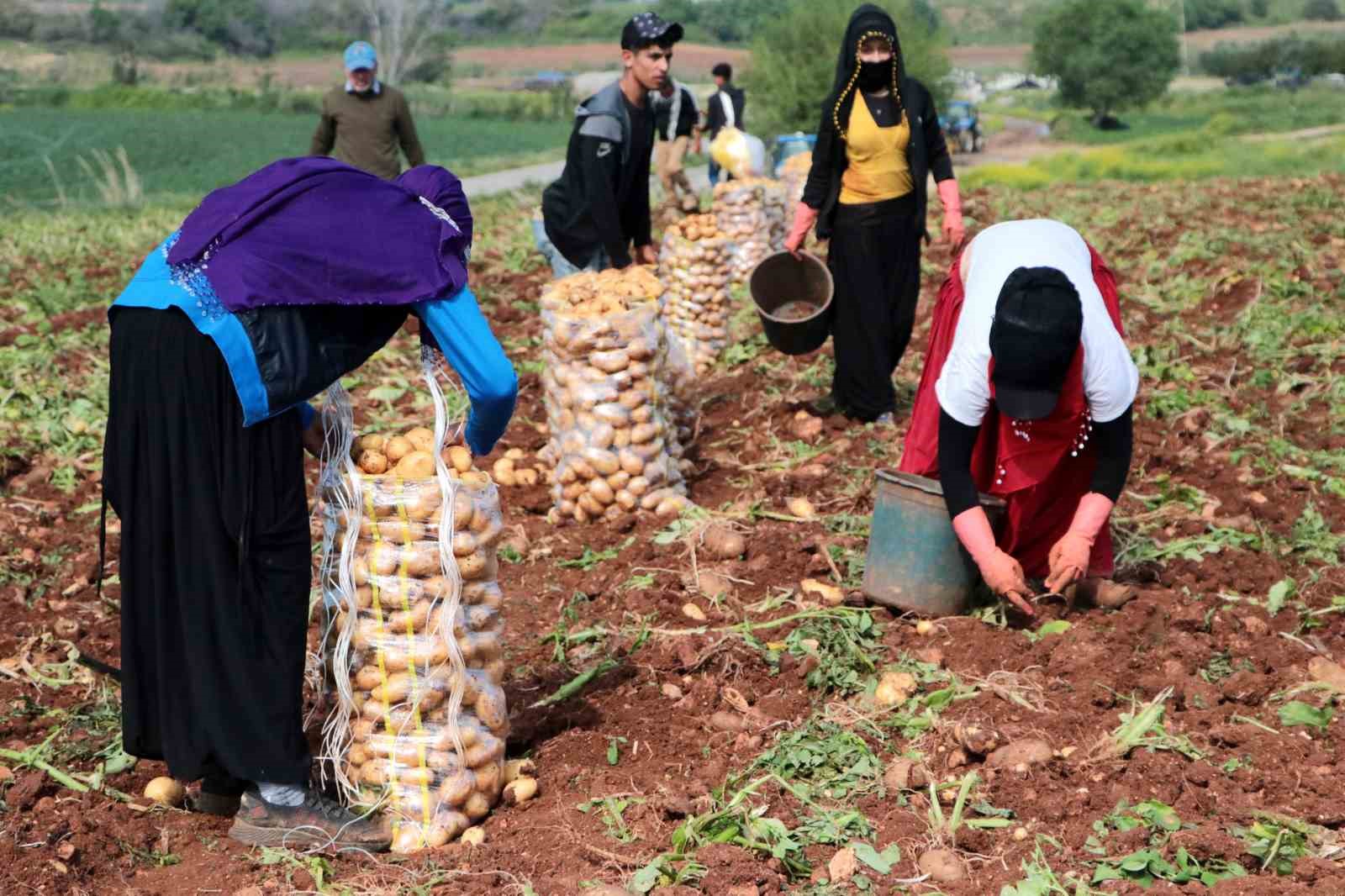 Erzincan’da patates hasadı mesaisi başladı