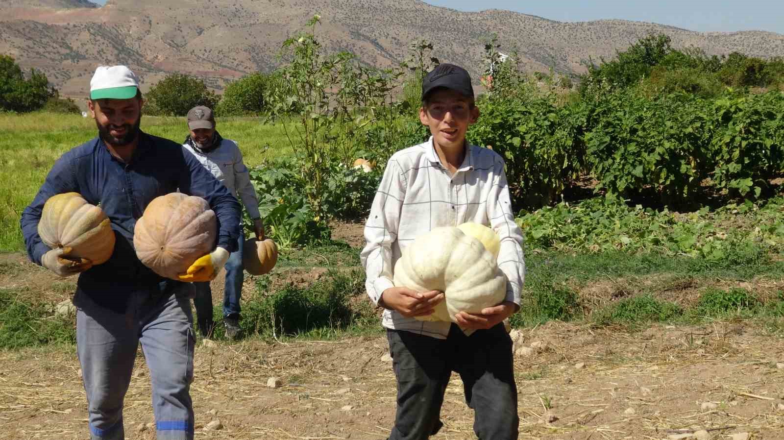 Batman-Gercüş’te bal kabağı hasadı başladı