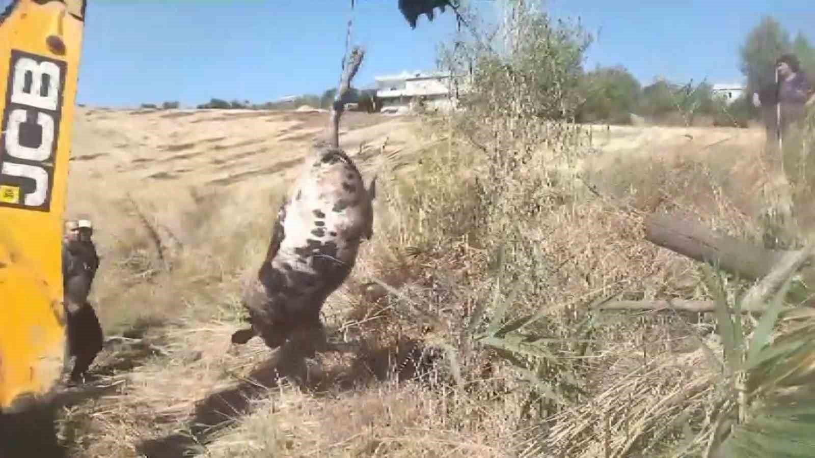 Gaziantep’te kuyuya düşen inek 4 saat süren çalışma ile çıkarıldı