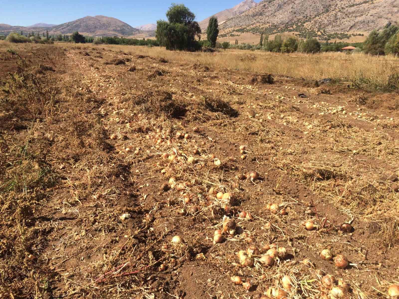 Malatya’da üretilen soğan Avrupa’ya ihraç ediliyor