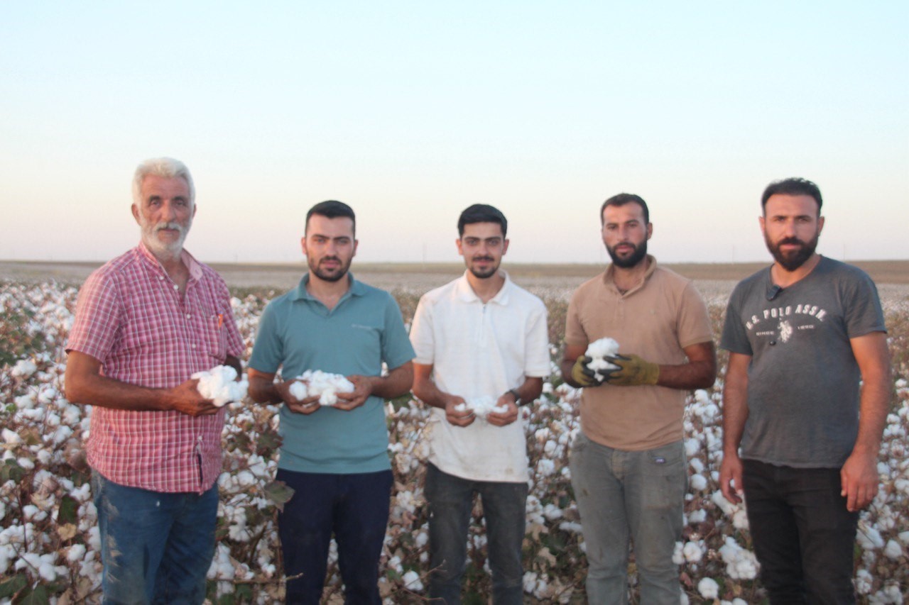 Şanlıurfa’da pamuk hasadı başladı