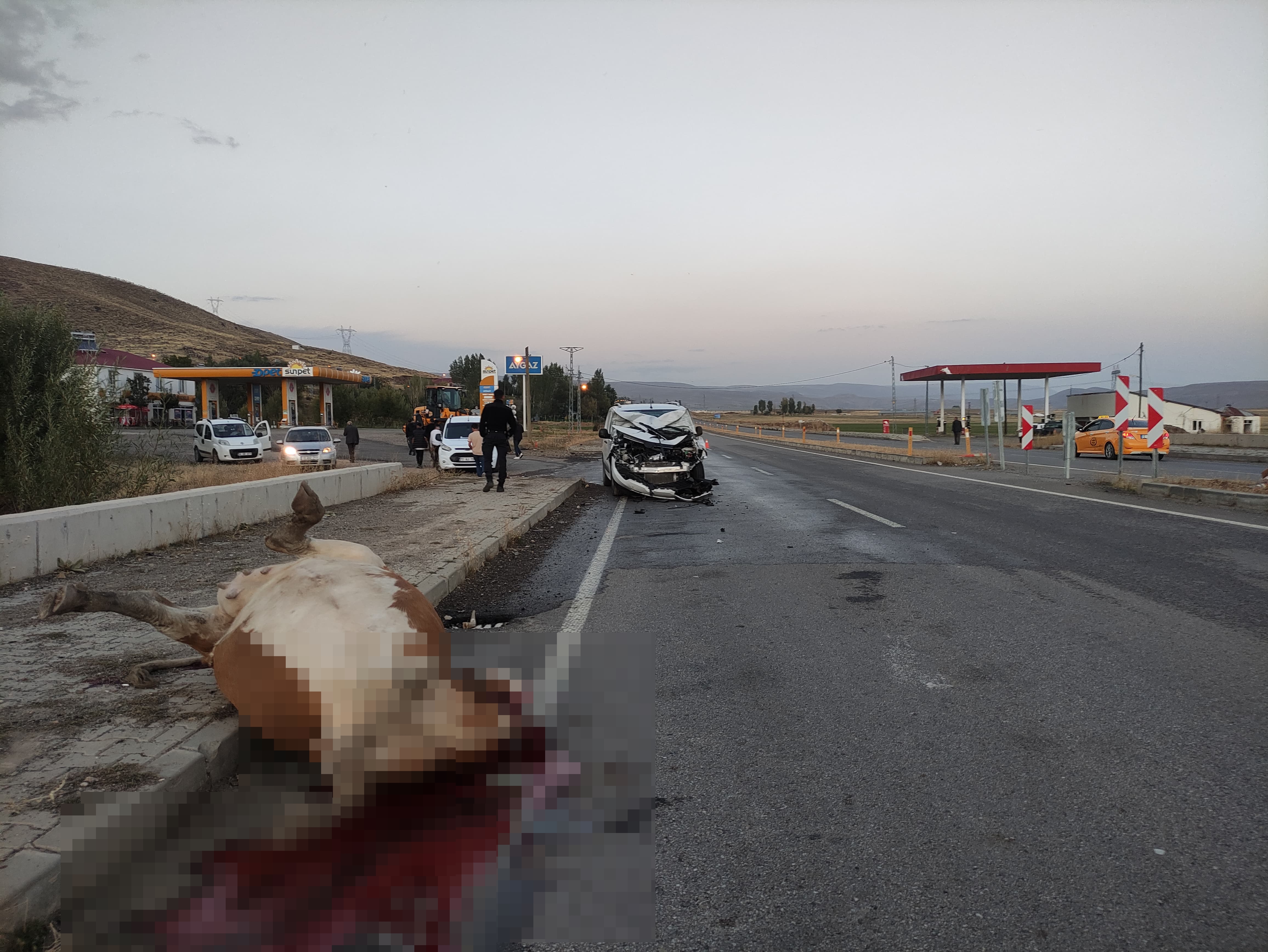 Bingöl'de hafif ticari aracın çarptığı inek öldü, 1 kişi yaralandı