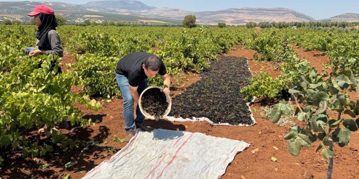 Kilis'te ‘horoz karası üzümü’nün sofralara yolculuğu başladı