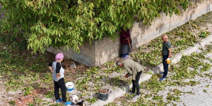 İnce kabuğu ve doluluk oranıyla meşhur Erzincan cevizinde hasat başladı