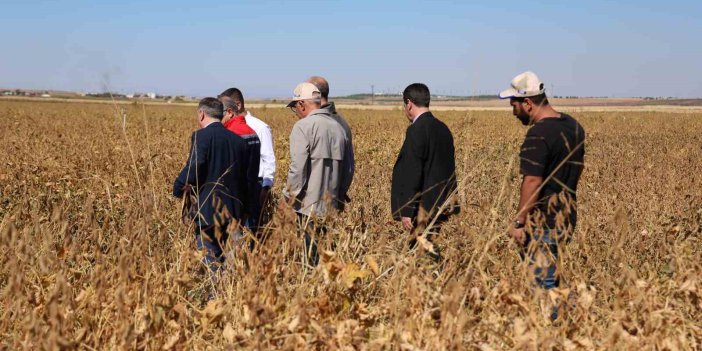 Diyarbakır’da bu yıl 35 bin dekar soya fasulyesi ekimi yapıldı