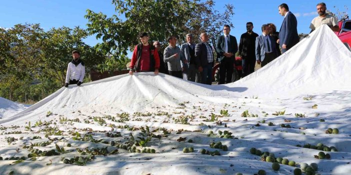 Erzincan'da 1400 dekar arazide 35 bin ceviz ağacı dikti