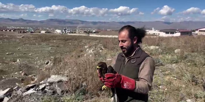 Arı şahini doğaya bırakıldı