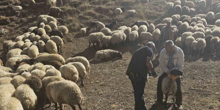 Yüksekova’da küçükbaş hayvanlara aşılama ve küpeleme çalışması yapıldı