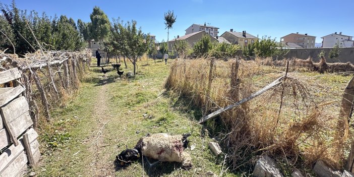 Yüksekova’da başıboş köpekler, bahçedeki koyunlara saldırdı