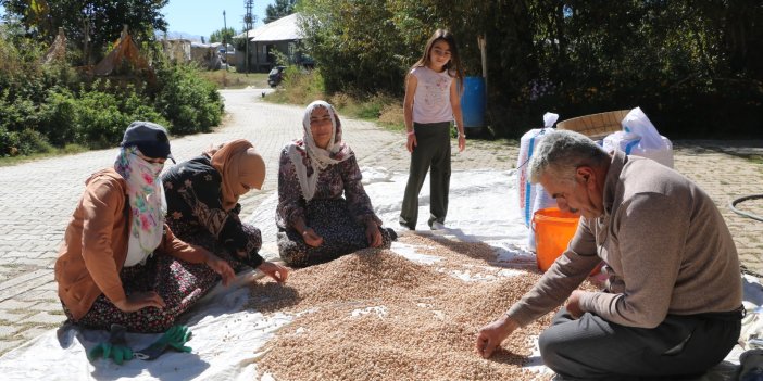 Yüksekova’da nohut hasadı başladı