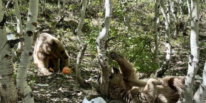 Nemrut’un maskotu bozayılar ve ekosistem tehlikede